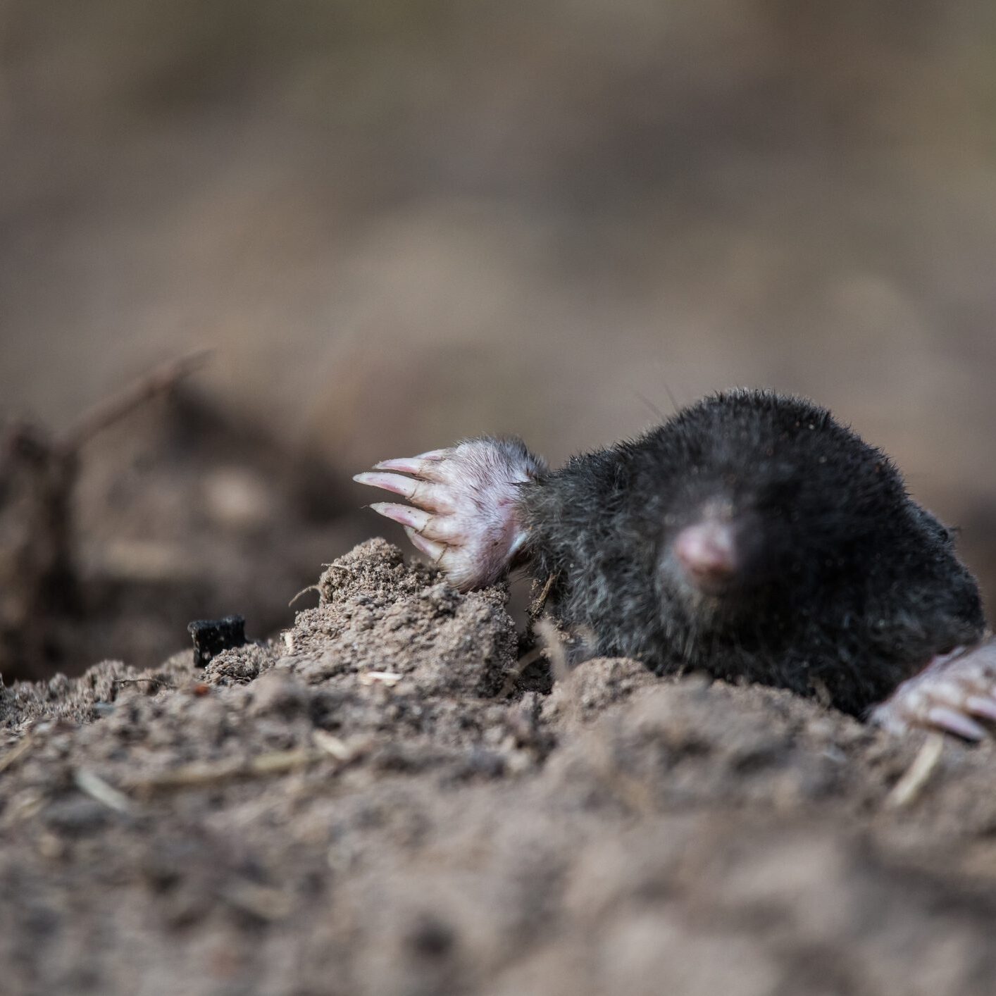 Mole emerging from the soil