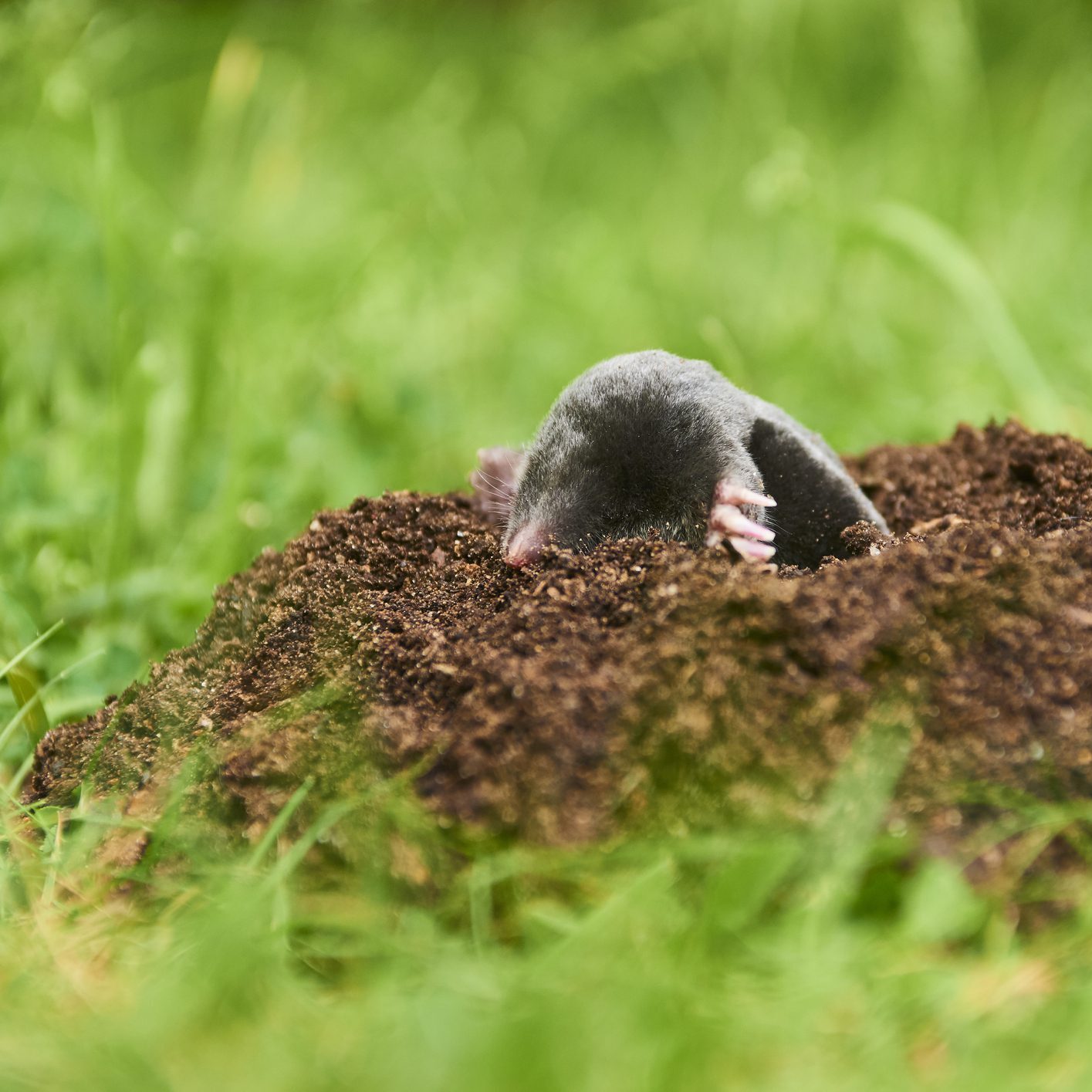 Mole emerging from soil mound