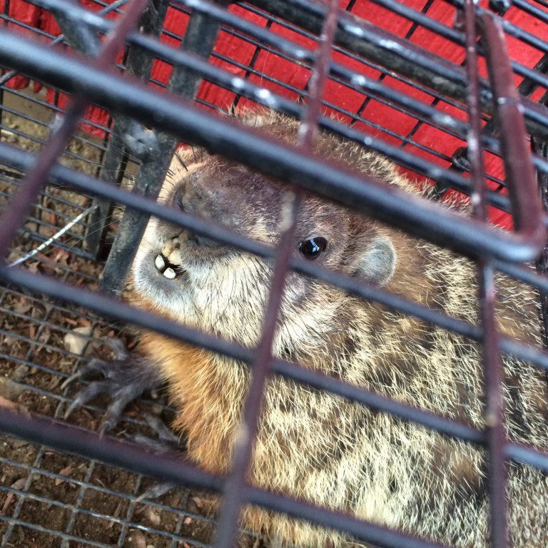 Groundhog looking out from enclosure