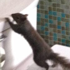 Squirrel on toilet seat