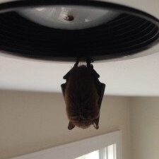 Bat resting in light fixture