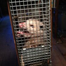 Animal in cage with open mouth