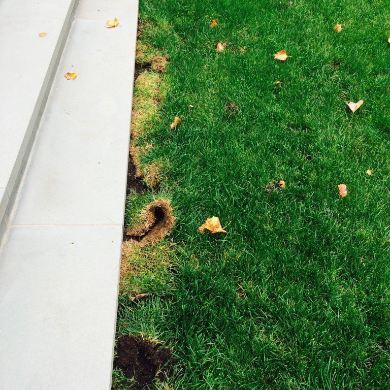 Steps next to grassy area with leaves