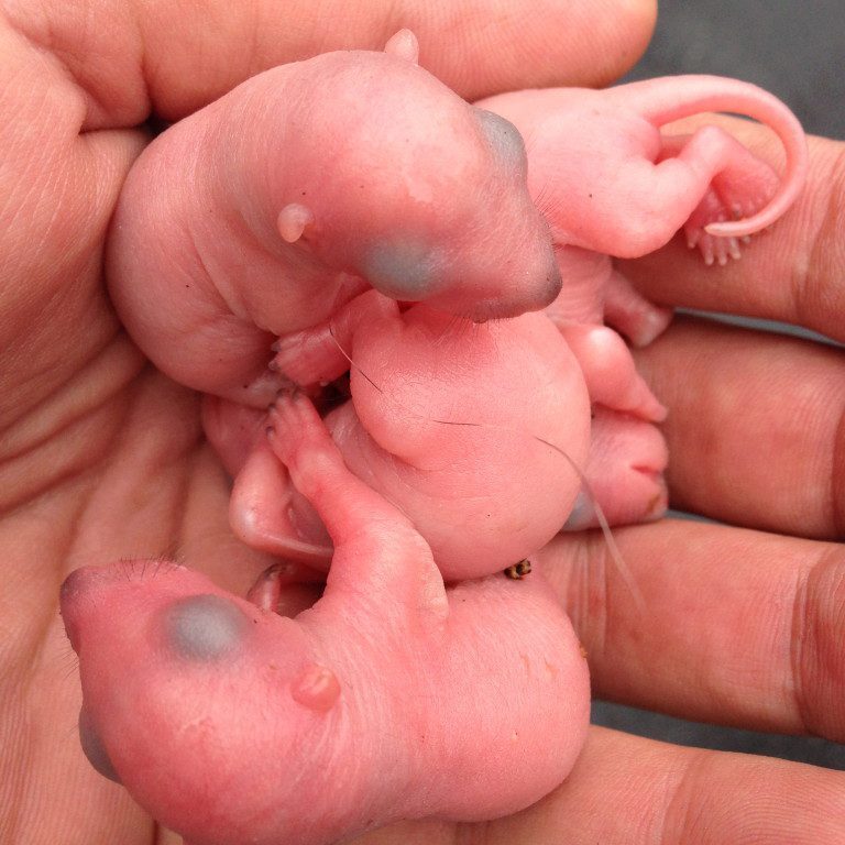 Tiny baby rodents cuddling together