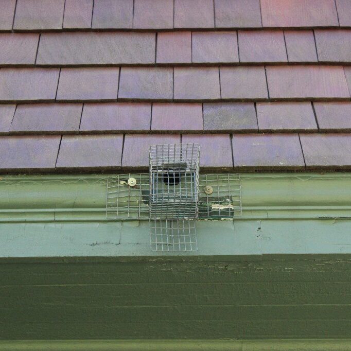 Bird guard installed on roof gutter