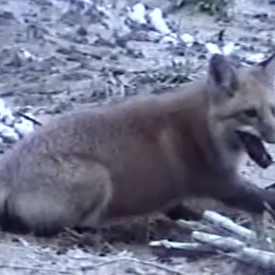 Fox Removal