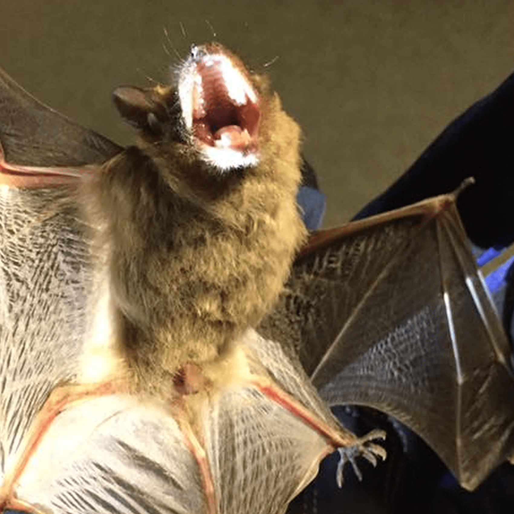 Open-mouthed bat on glove
