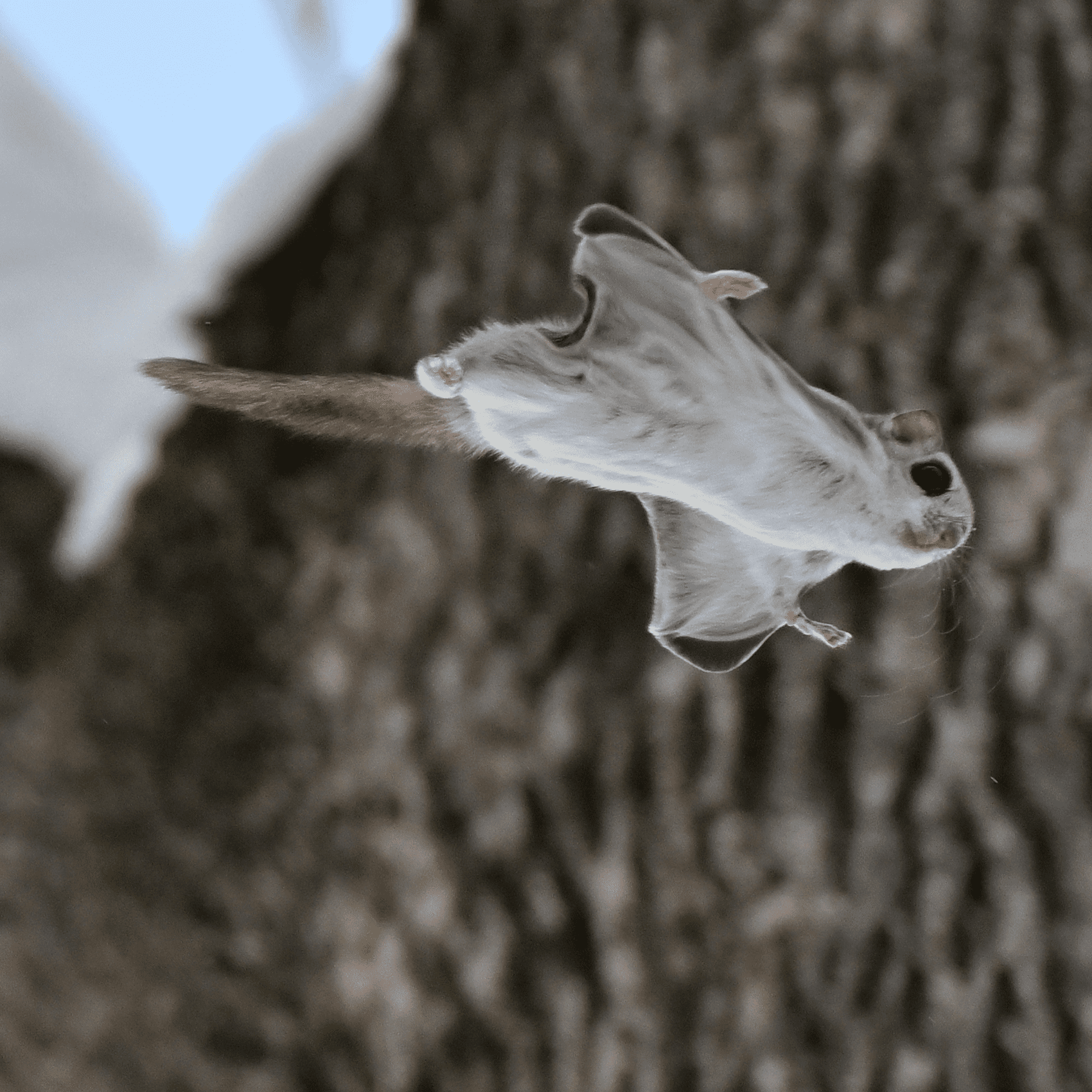 Flying squirrel gliding in forest