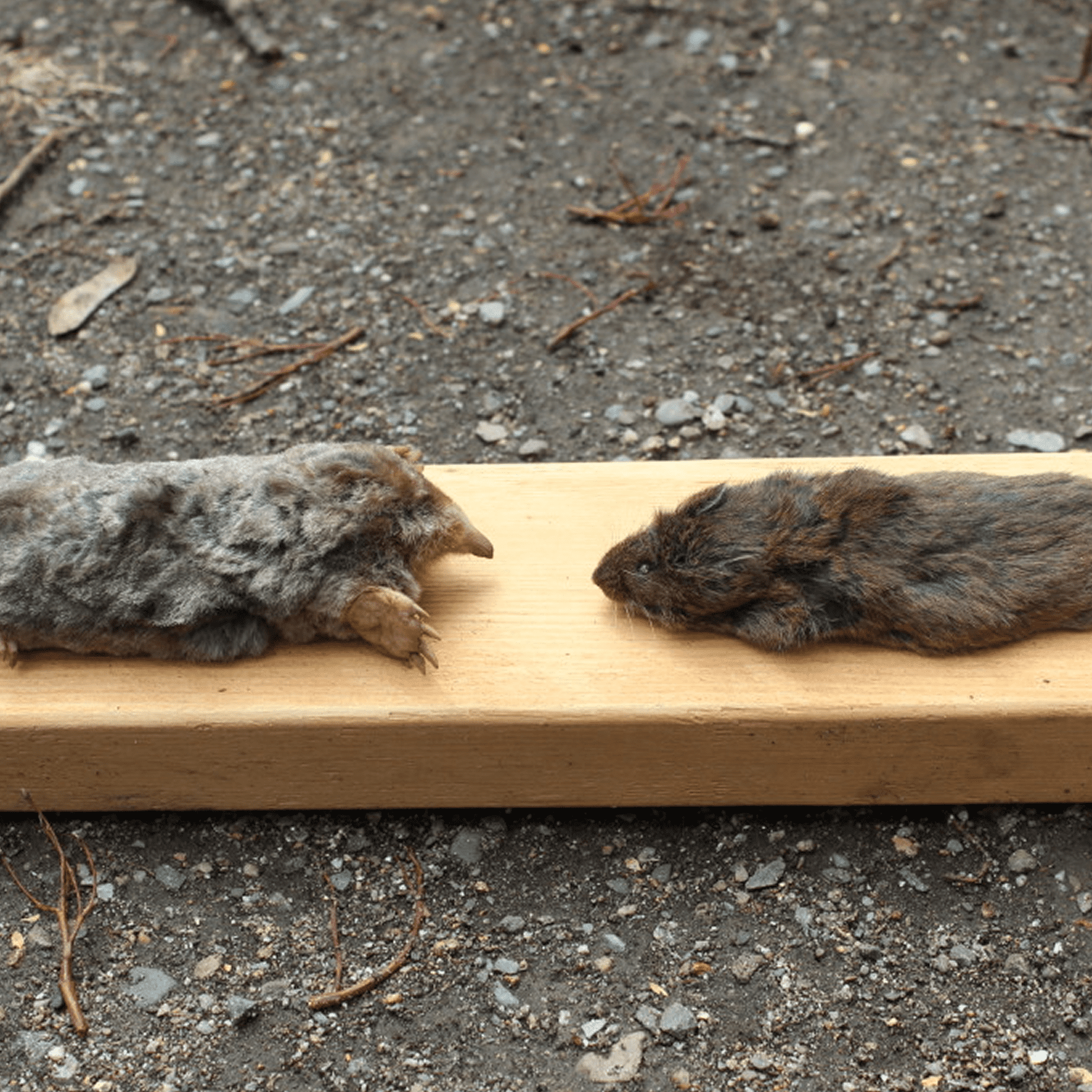 Rodent carcasses placed side by side.