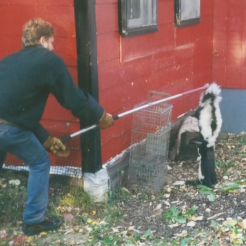 Two Skunk