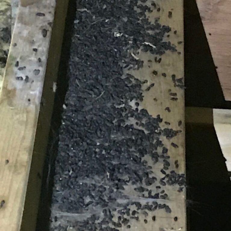Dark pellets scattered on wood