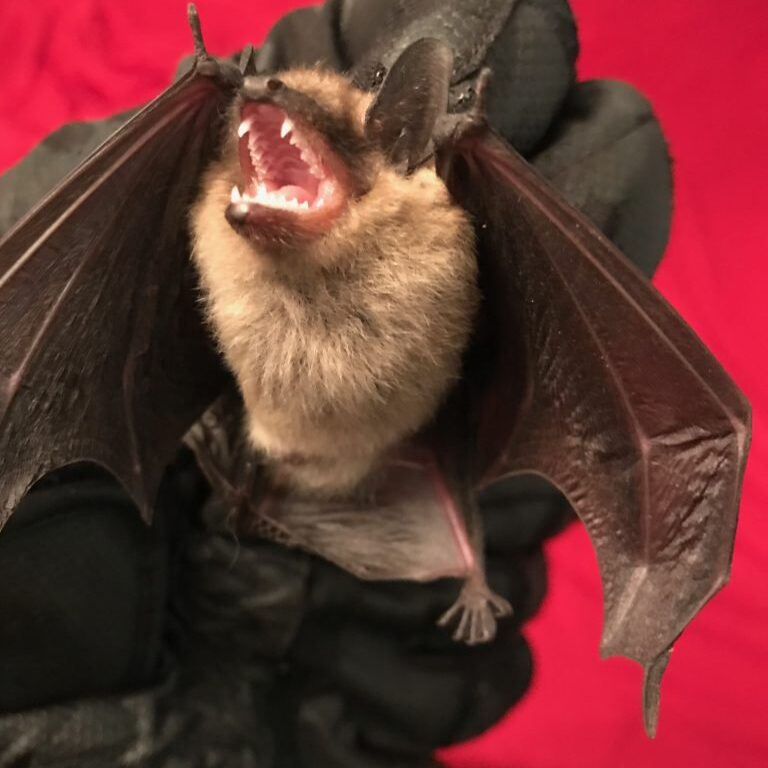 Bat with open mouth in gloved hand