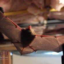 Gloved hands holding a bat indoors