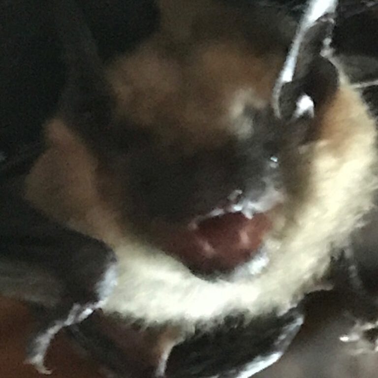 Dark-furred bat face