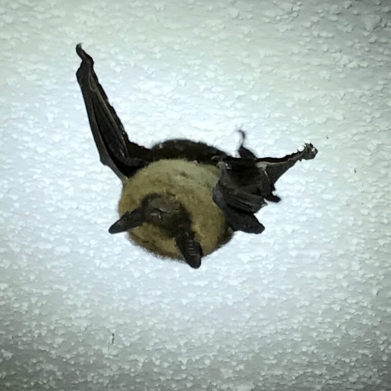 Brown bat resting on white ceiling