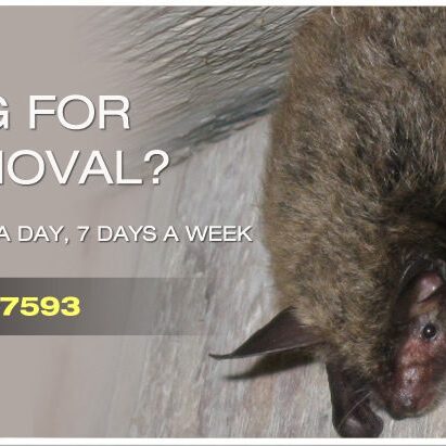 Bat hanging on wall; removal service ad