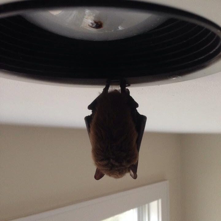 batlight