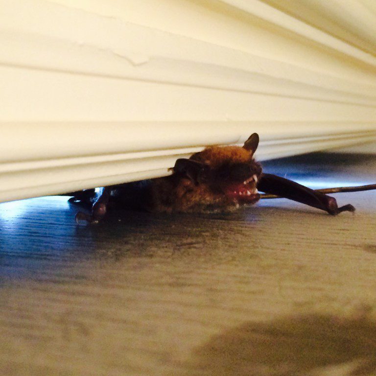 Bat peeking under a door