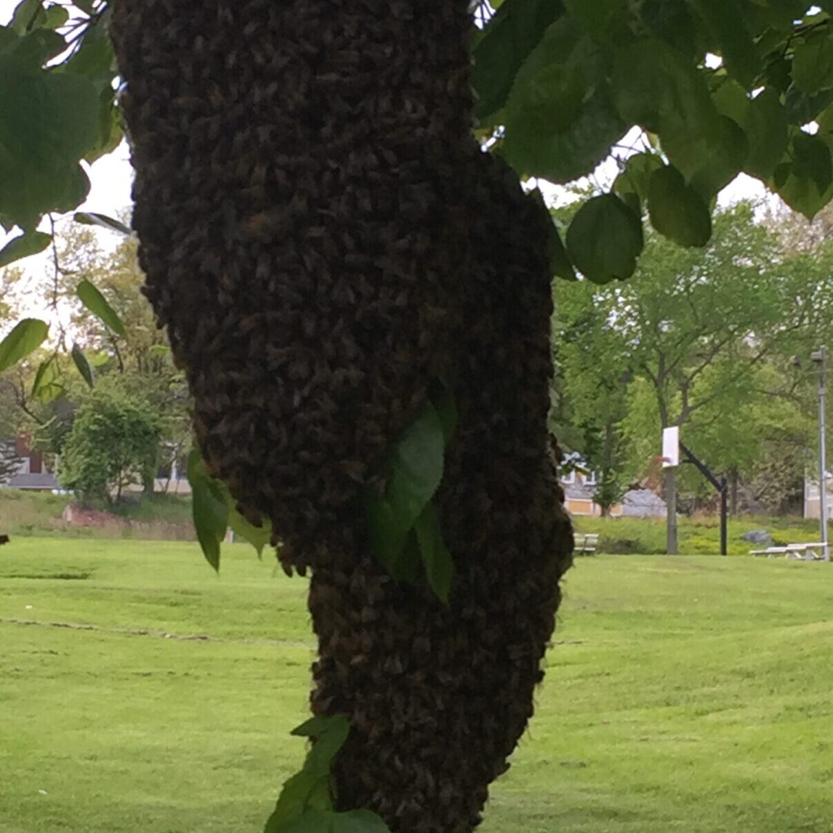 Bee swarm hanging from tree branch
