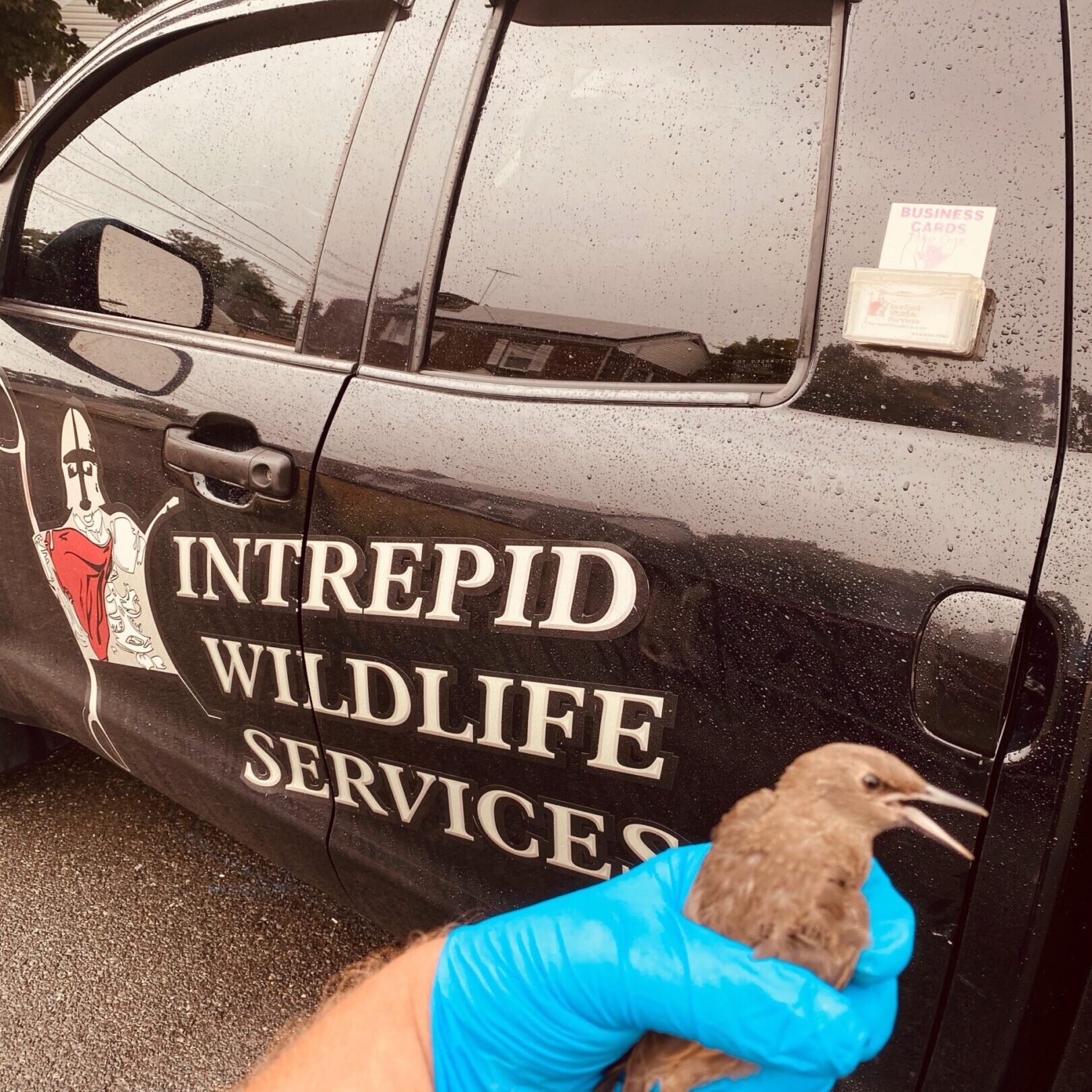 Gloved hand holding a bird near truck