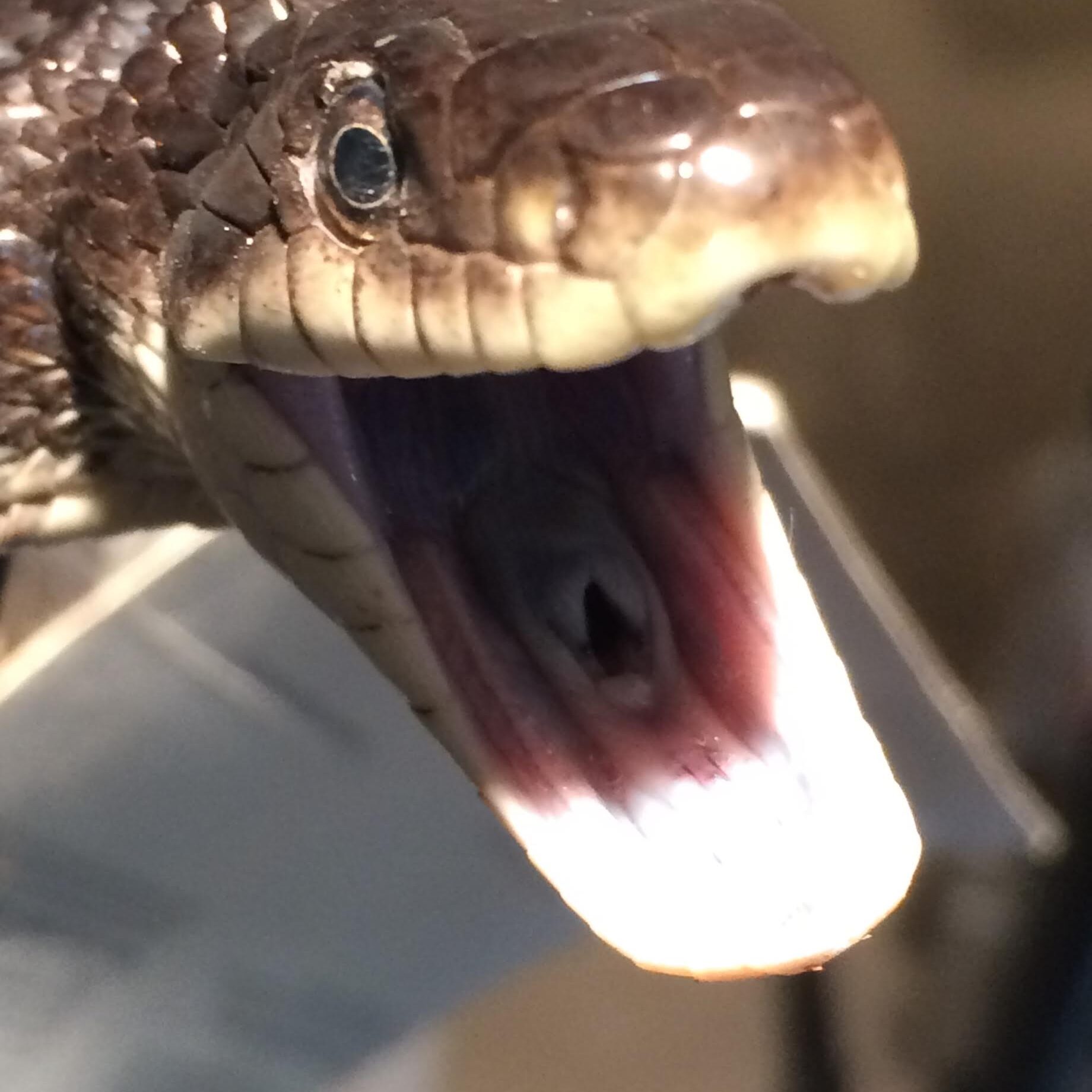 Close-up of a snake's head