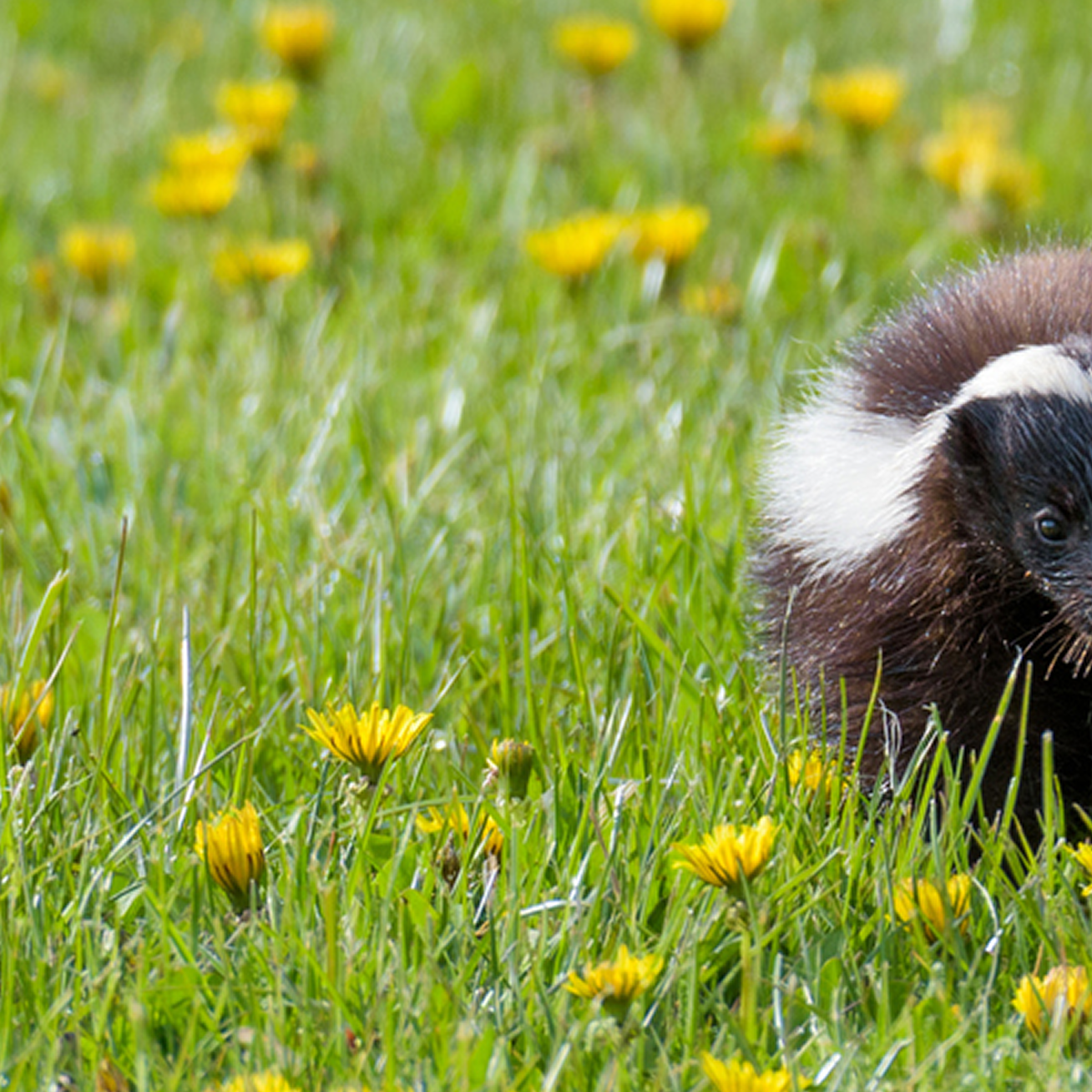 Skunk in grassy field with dandelions