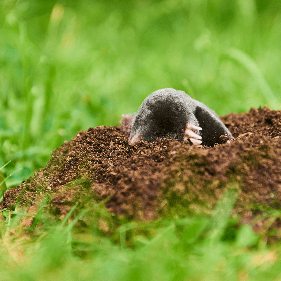 Mole digging through soil in grass