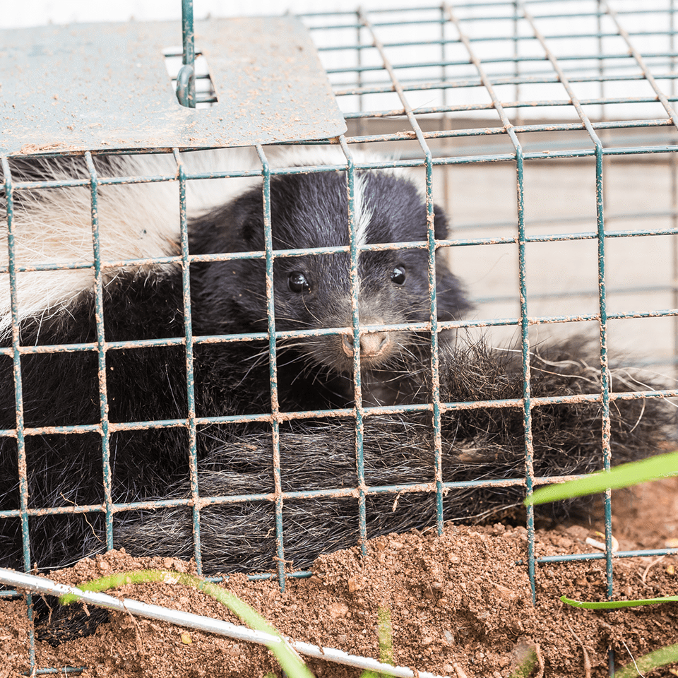 Skunk behind wire enclosure
