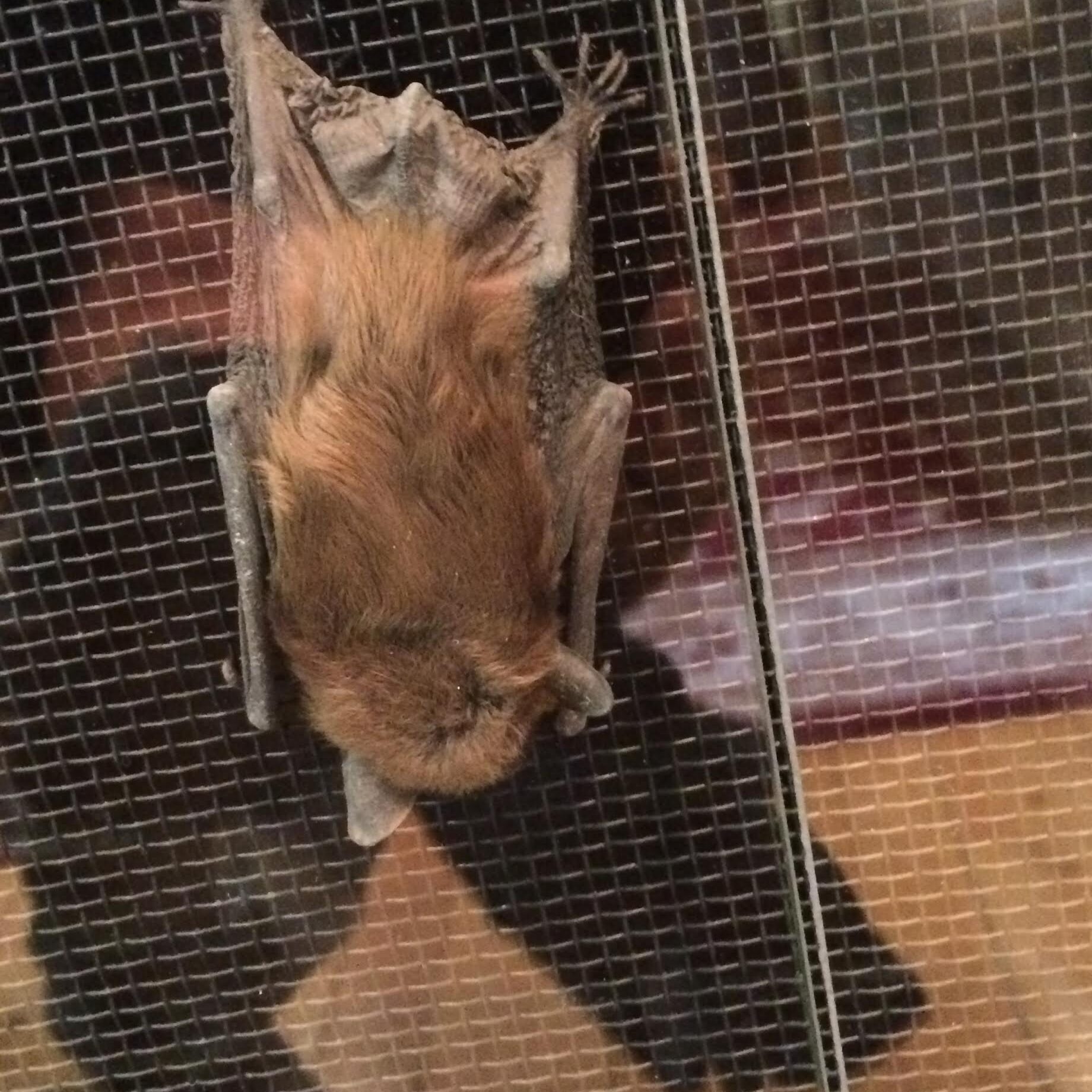 Bat hanging on window screen