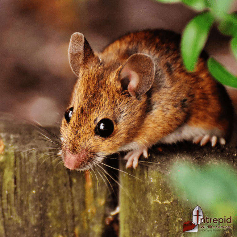 Small rodent exploring outside