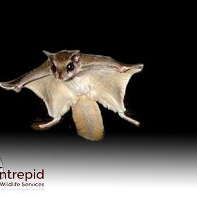 Flying squirrel in mid-air
