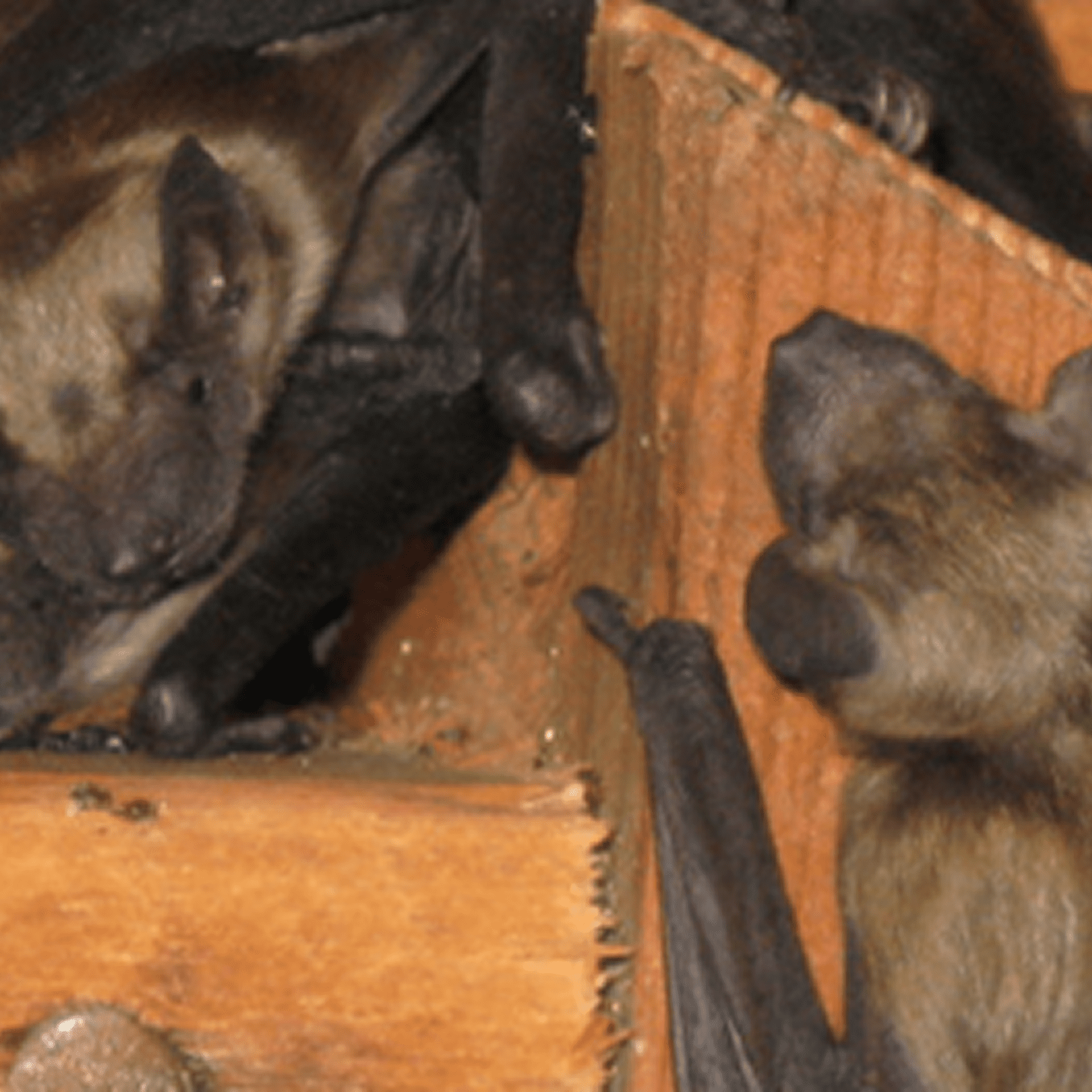 Bats resting inside a wooden structure