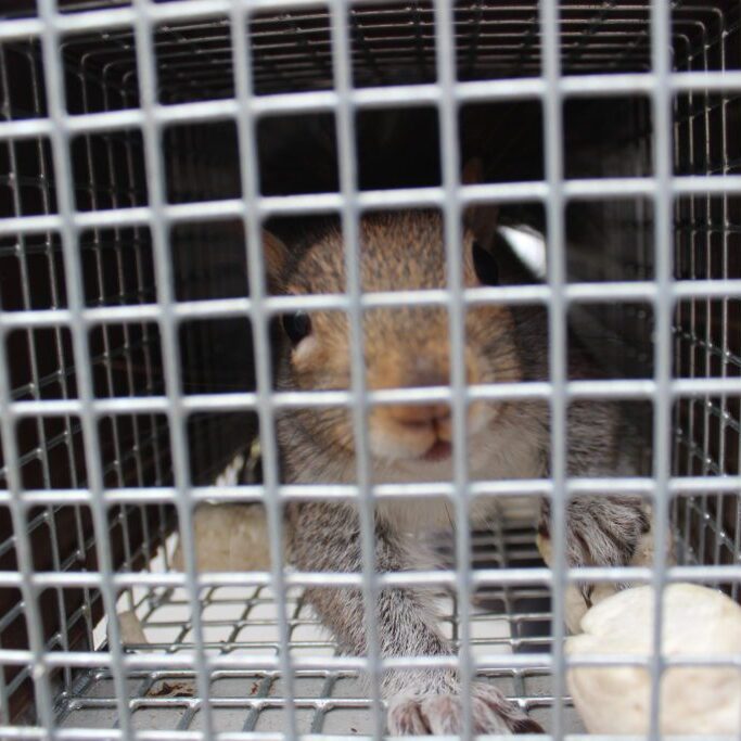 Squirrel inside a metal cage trap