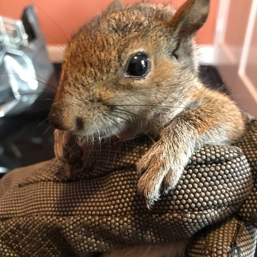 Cute squirrel held in protective glove