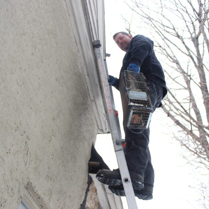 Man on ladder inspecting house gutter