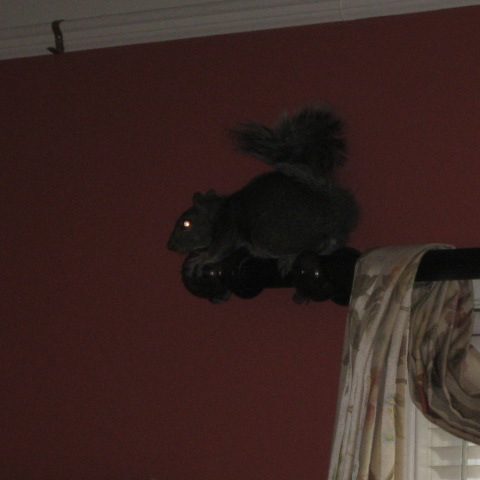 Squirrel sitting on dark curtain rod