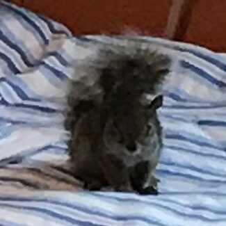 Small squirrel indoors on bed