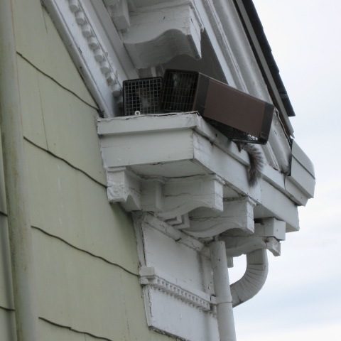 Raccoon sitting on building ledge