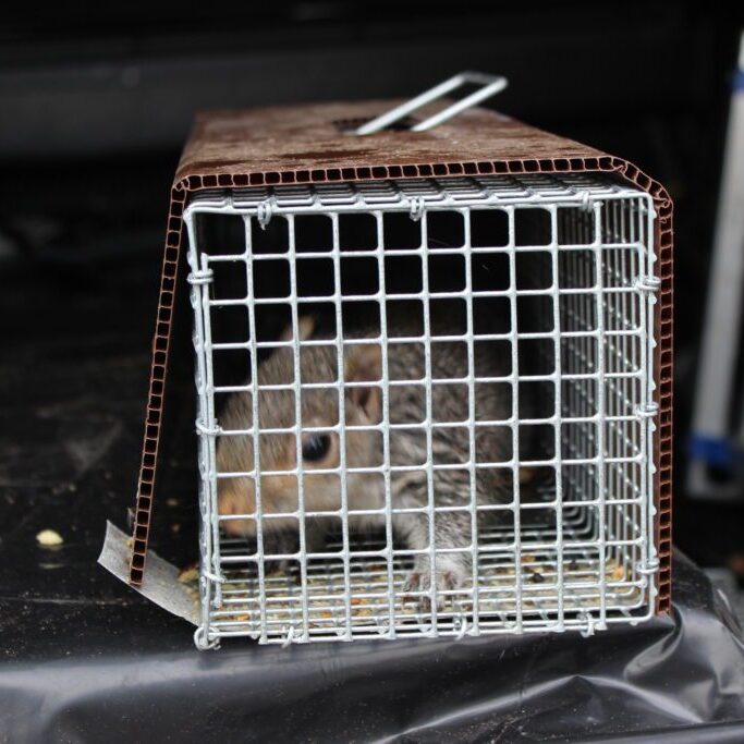 Captured squirrel inside trap