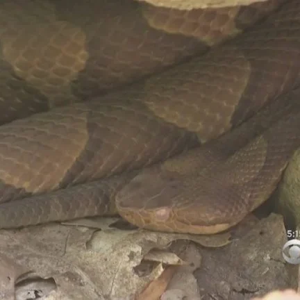 Rattlesnake warning