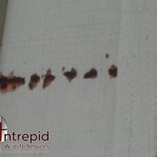 Brown spots on wall